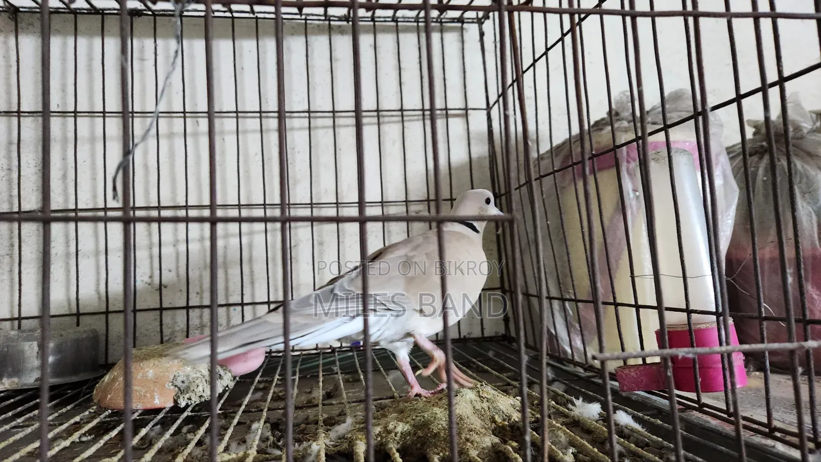 Spotted Dove