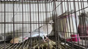 Spotted Dove