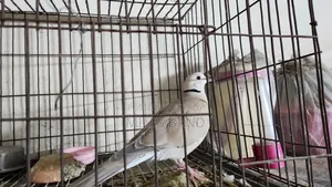 Spotted Dove