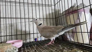 Spotted Dove