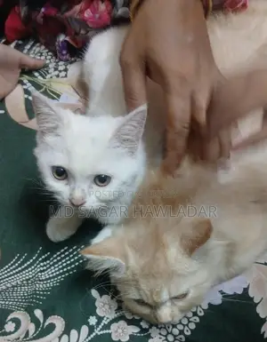 ১+ বছরের পুরুষ খাঁটি পার্সিয়ান