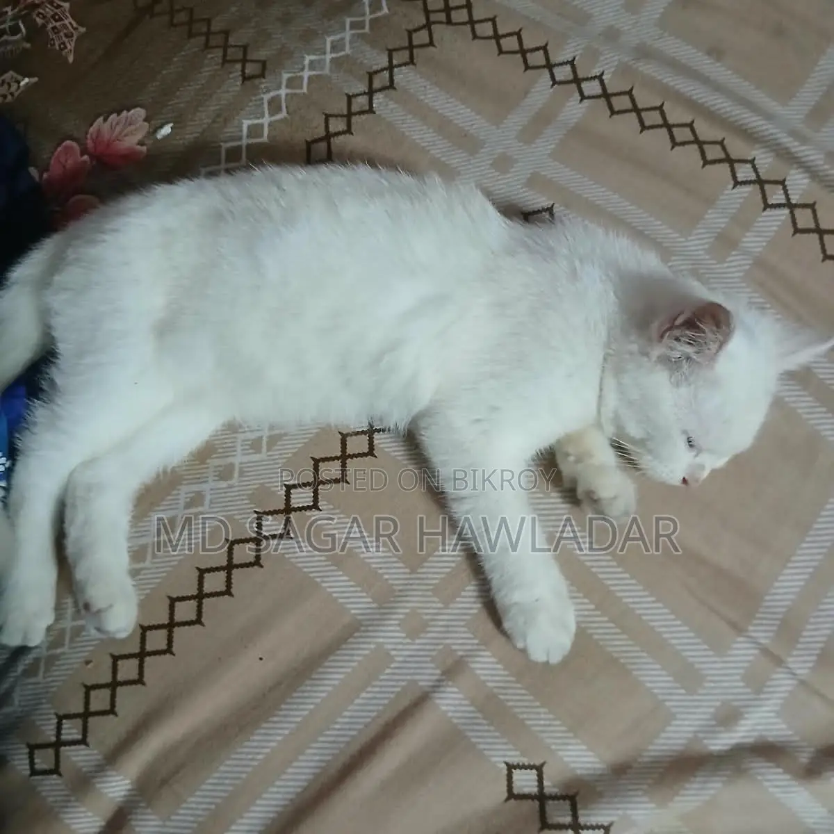 ১+ বছরের পুরুষ খাঁটি পার্সিয়ান