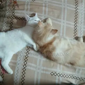 ১+ বছরের পুরুষ খাঁটি পার্সিয়ান