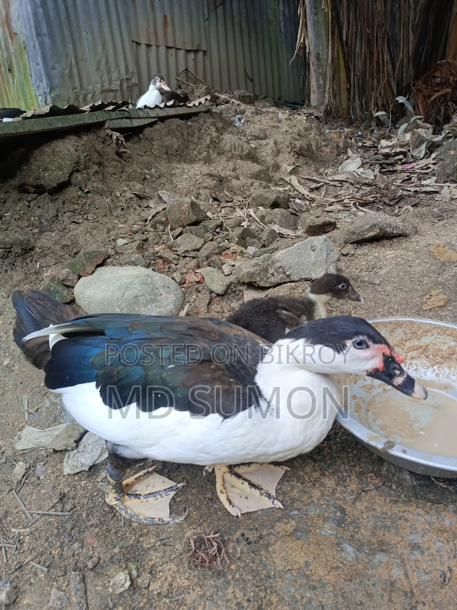 "Healthy Muscovy Duck for Sale"