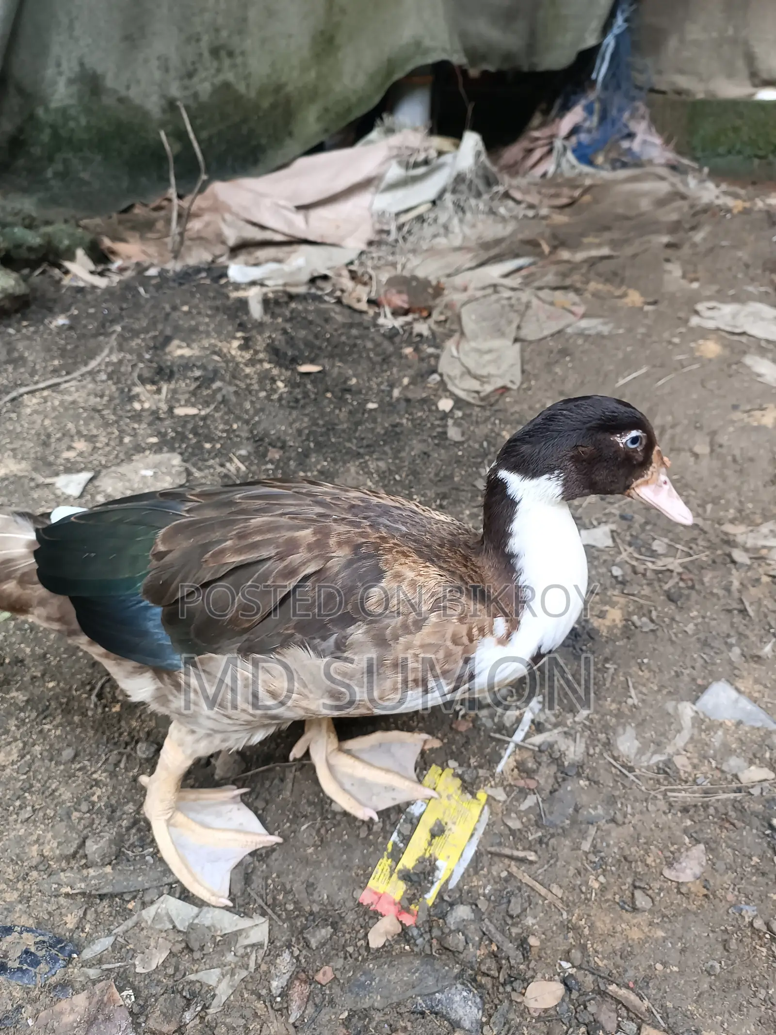 "Healthy Muscovy Duck for Sale"