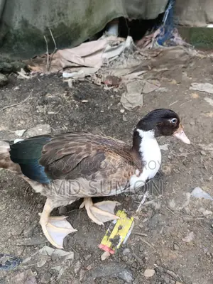"Healthy Muscovy Duck for Sale"
