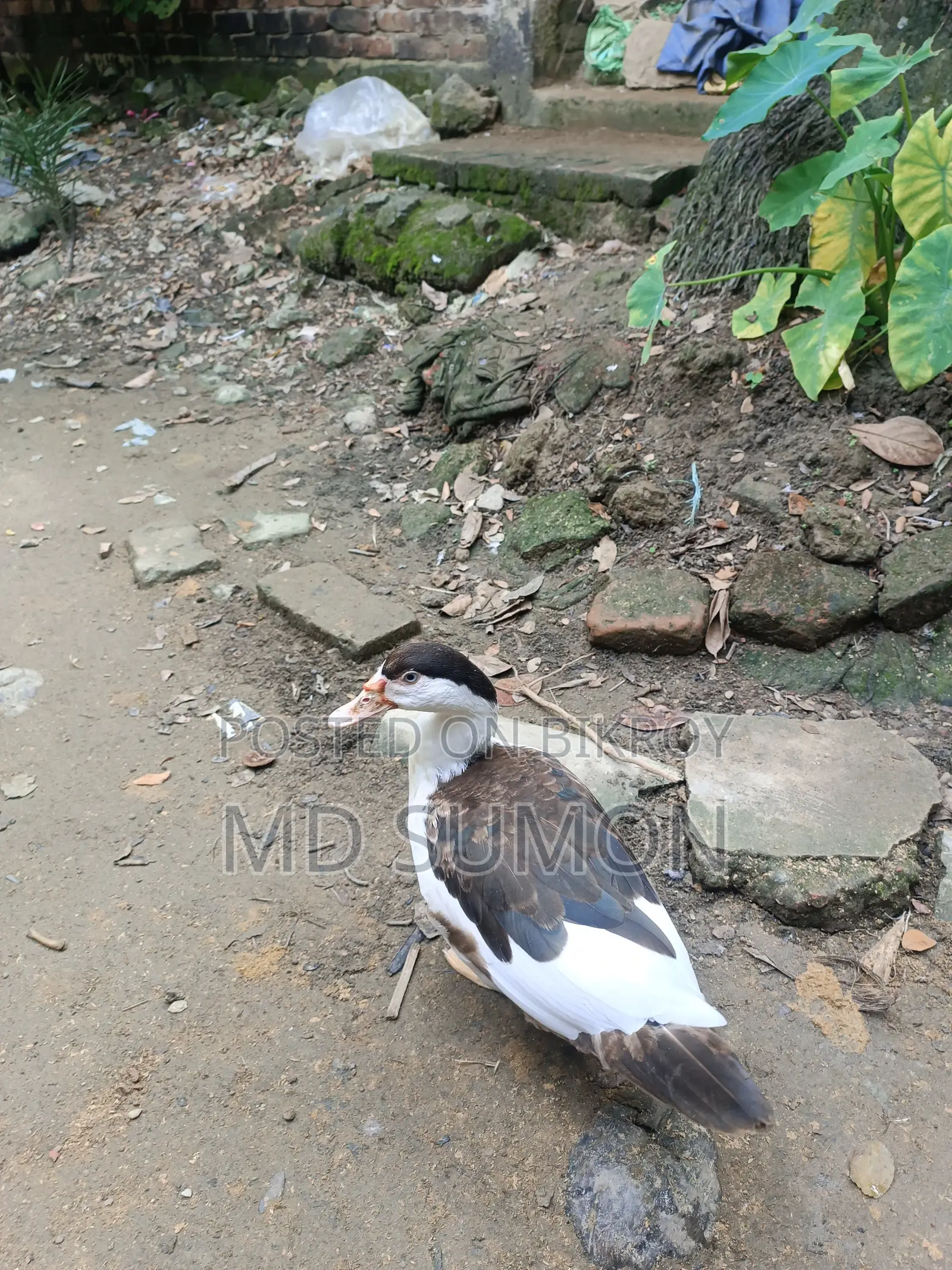"Healthy Muscovy Duck for Sale"