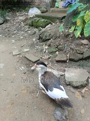 "Healthy Muscovy Duck for Sale"