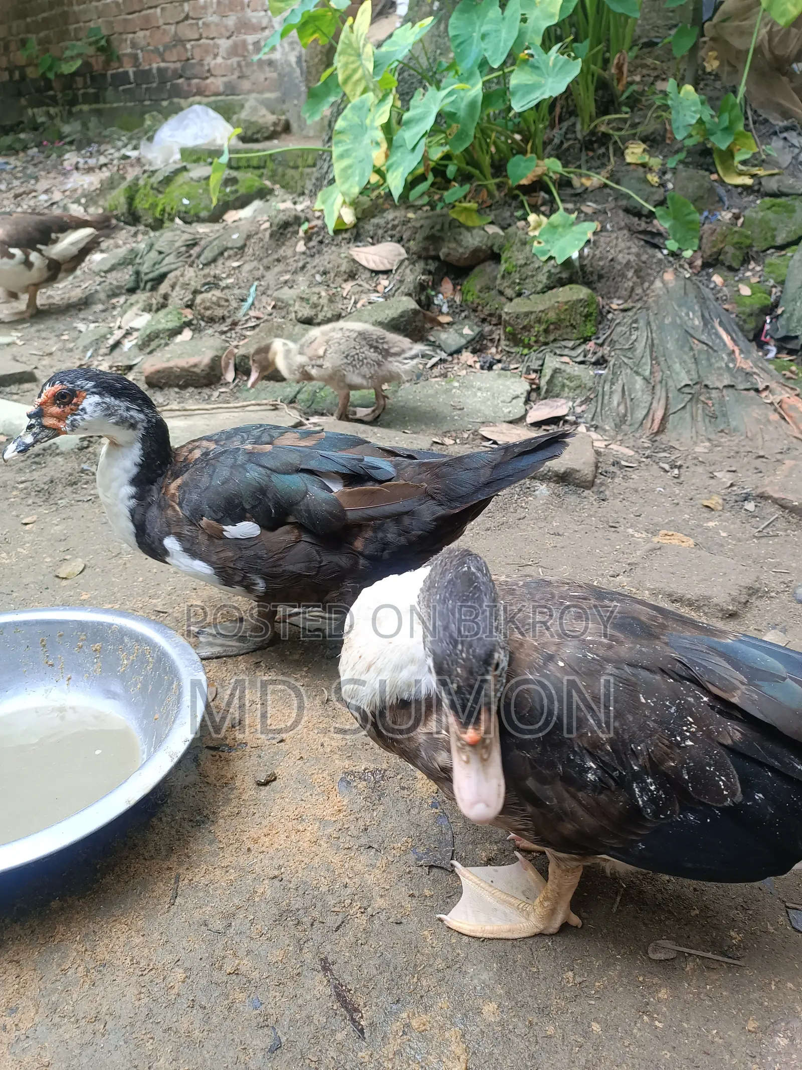 "Healthy Muscovy Duck for Sale"