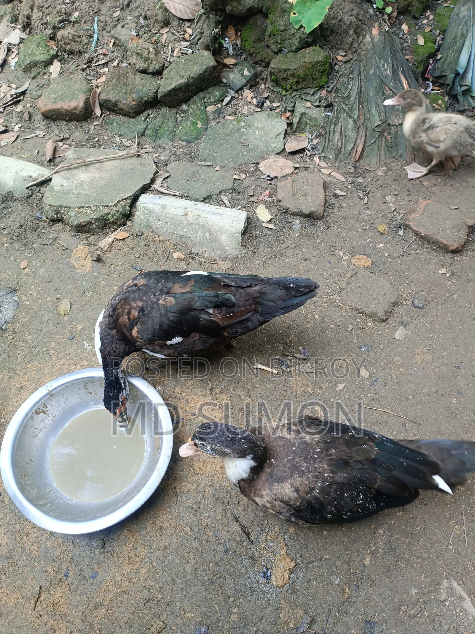 "Healthy Muscovy Duck for Sale"