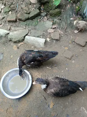"Healthy Muscovy Duck for Sale"