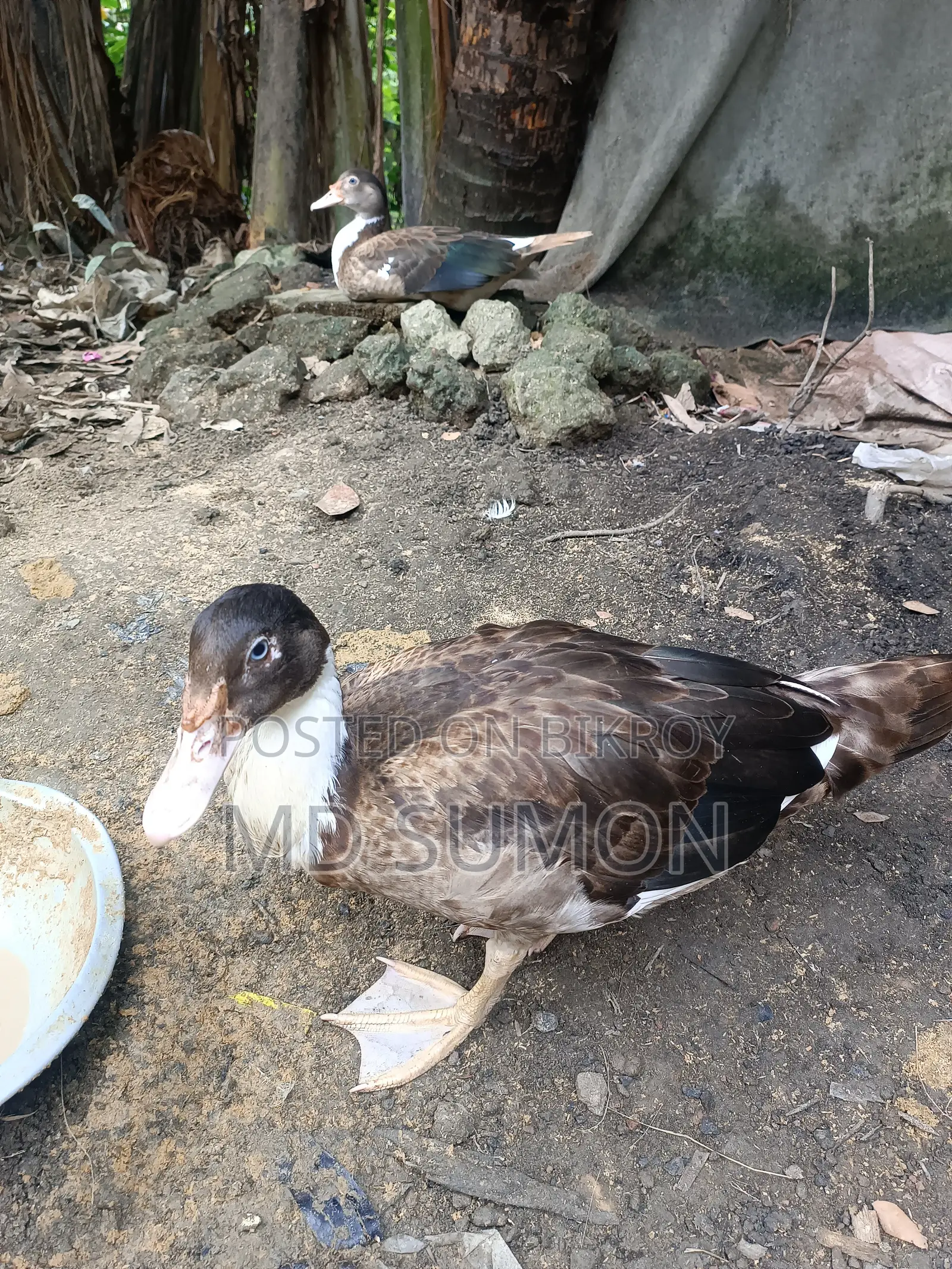 "Healthy Muscovy Duck for Sale"