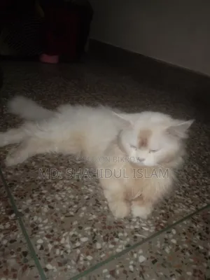 ১+ বছরের পুরুষ খাঁটি পার্সিয়ান