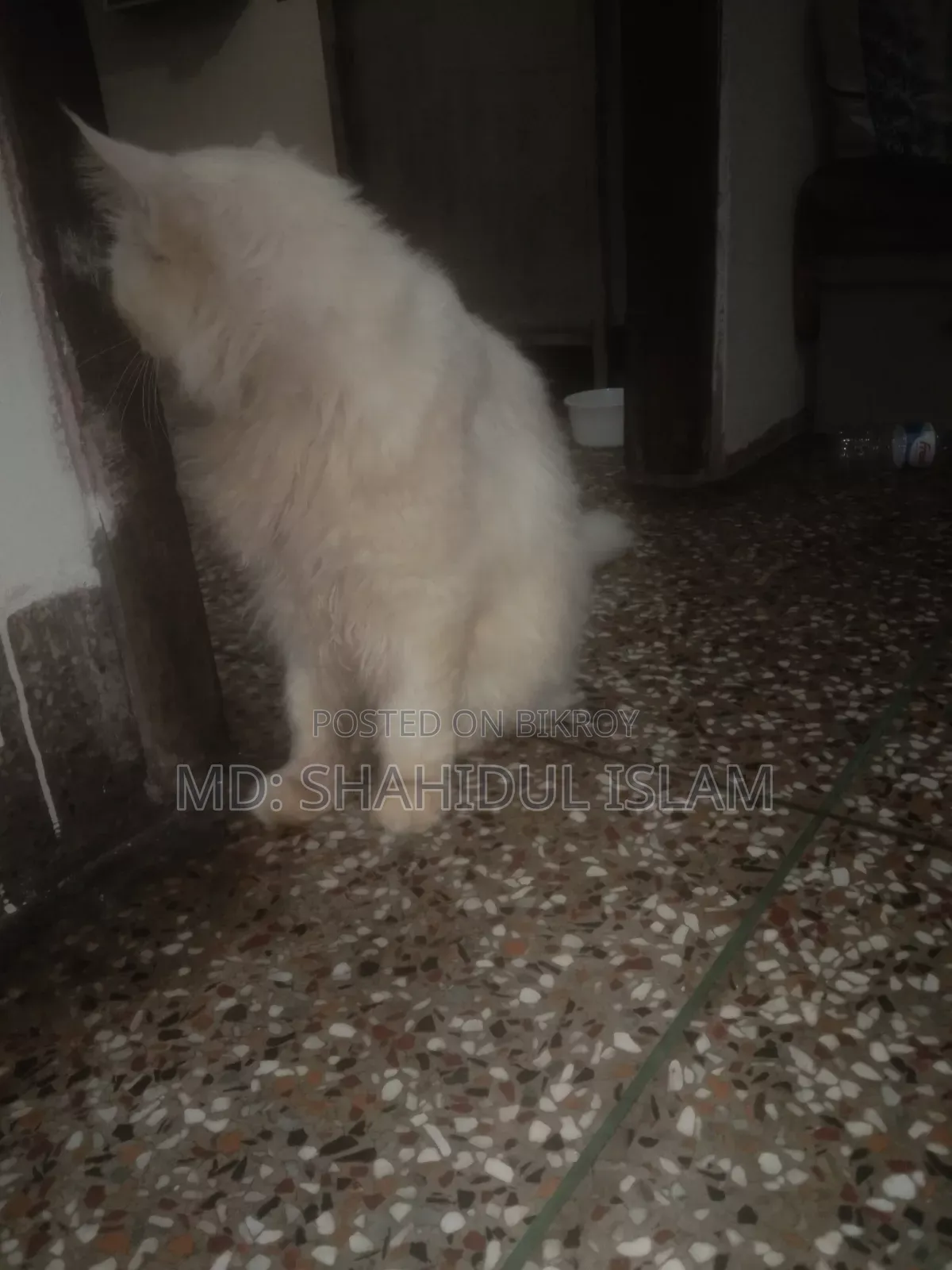 ১+ বছরের পুরুষ খাঁটি পার্সিয়ান