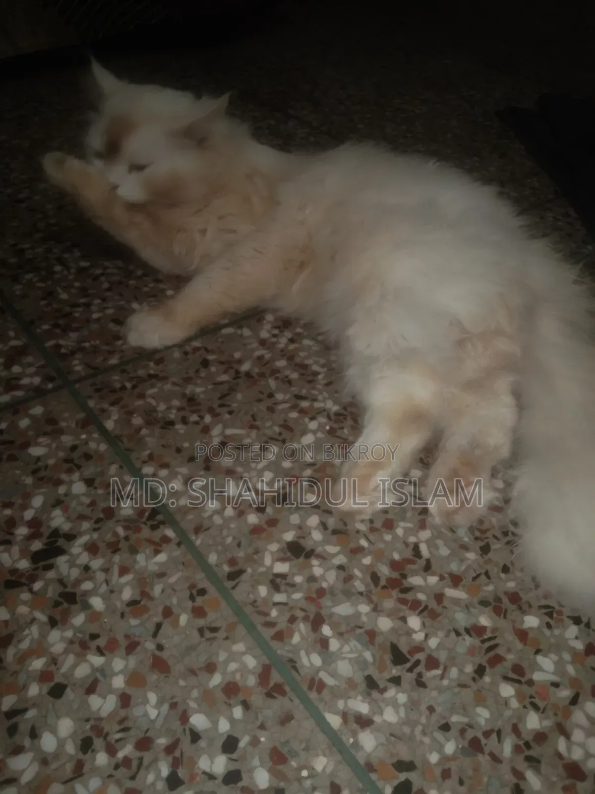 ১+ বছরের পুরুষ খাঁটি পার্সিয়ান