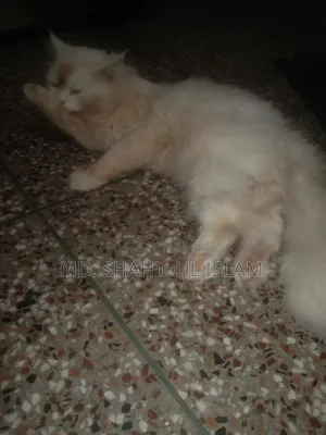 ১+ বছরের পুরুষ খাঁটি পার্সিয়ান