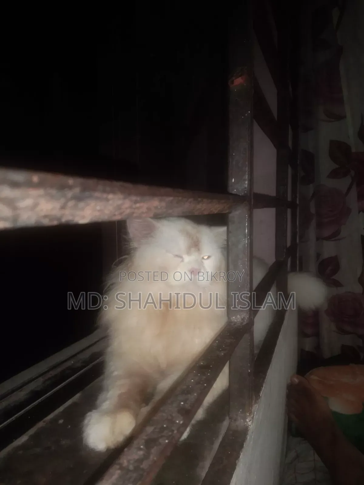 ১+ বছরের পুরুষ খাঁটি পার্সিয়ান