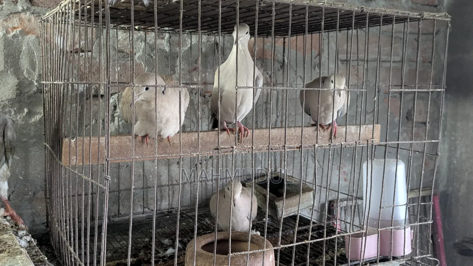 Dove Bird for Sale