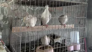 ঘুঘু পাখি বিক্রি হবে
