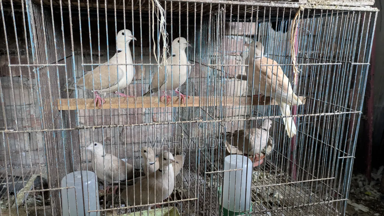 Dove Bird for Sale