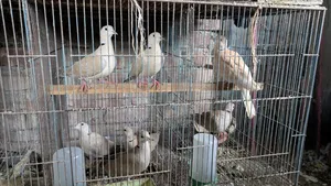 Dove Bird for Sale