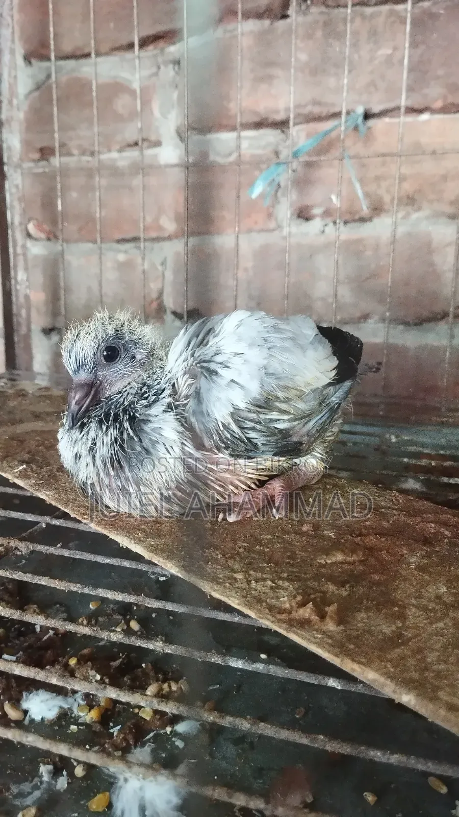 Pigeon Squab (For Consumption)