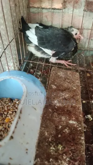 Pigeon Squab (For Consumption)