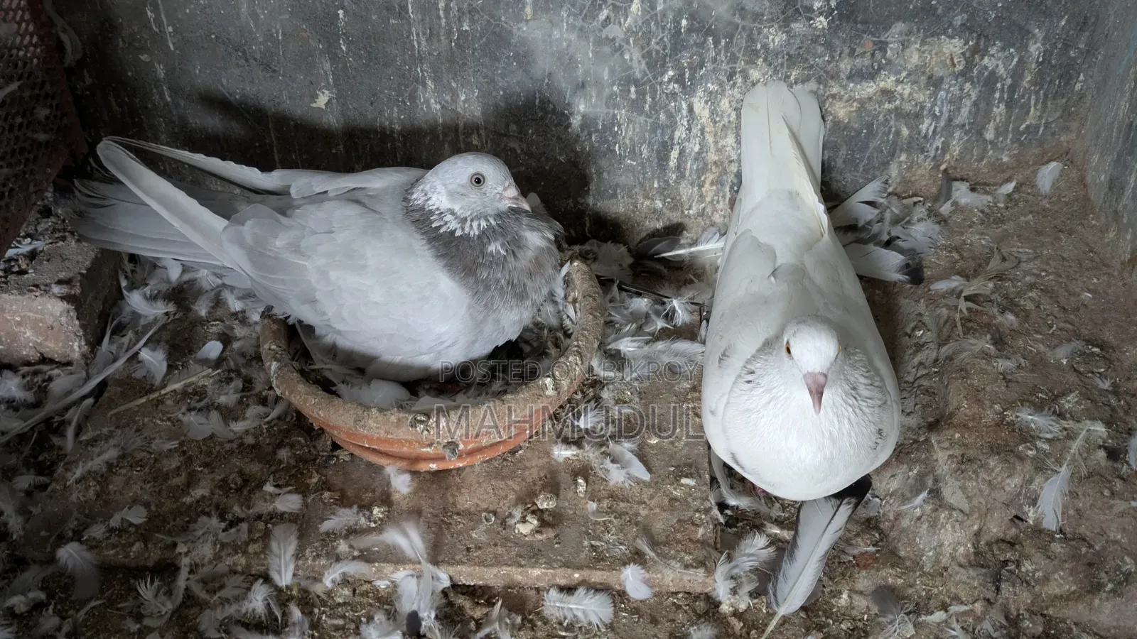 গিরিবাজ কবুতর বিক্রি হবে