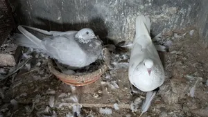 গিরিবাজ কবুতর বিক্রি হবে