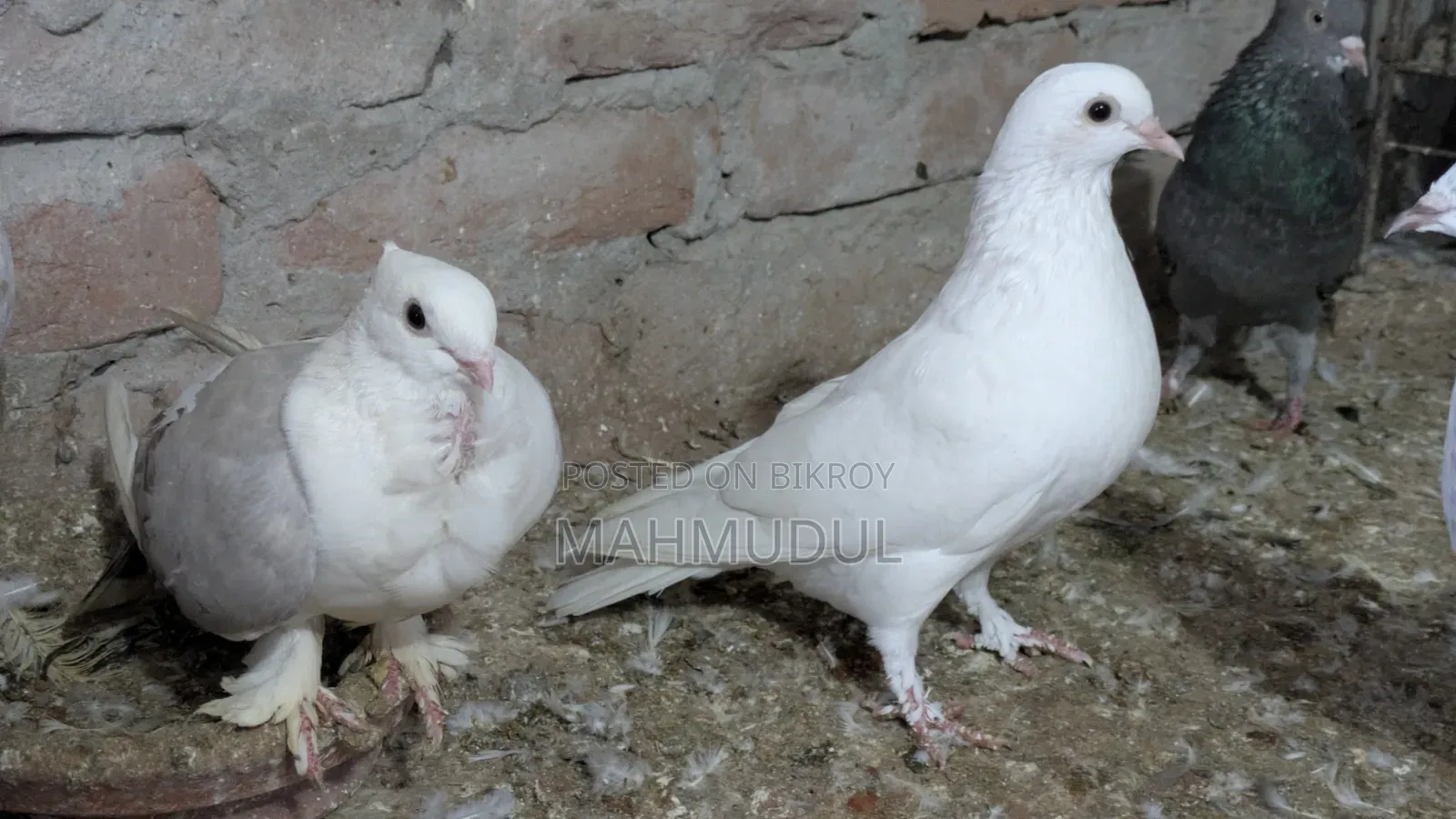 গিরিবাজ কবুতর বিক্রি হবে