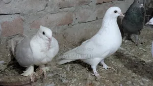 গিরিবাজ কবুতর বিক্রি হবে