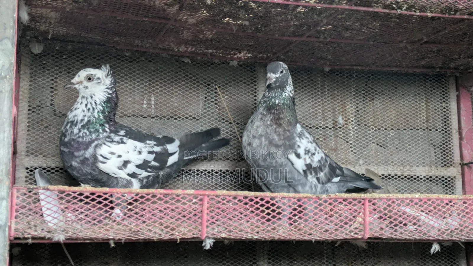 গিরিবাজ কবুতর বিক্রি হবে