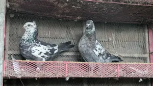 গিরিবাজ কবুতর বিক্রি হবে