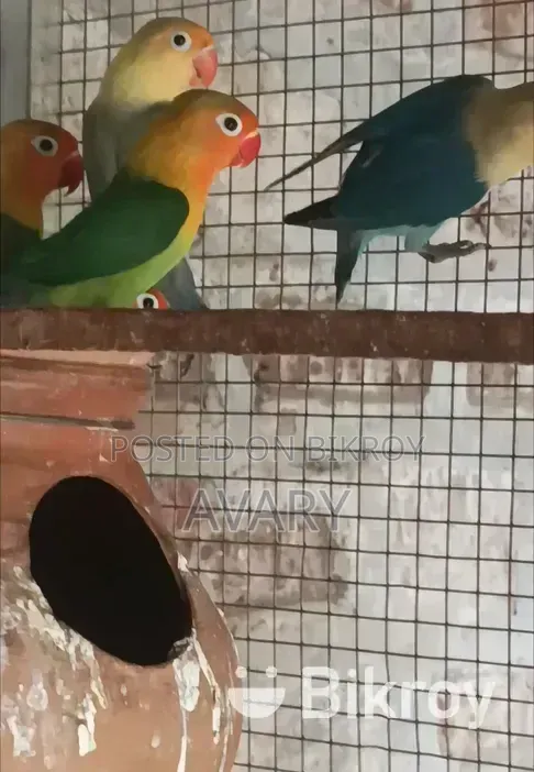 লাভ বার্ডস
