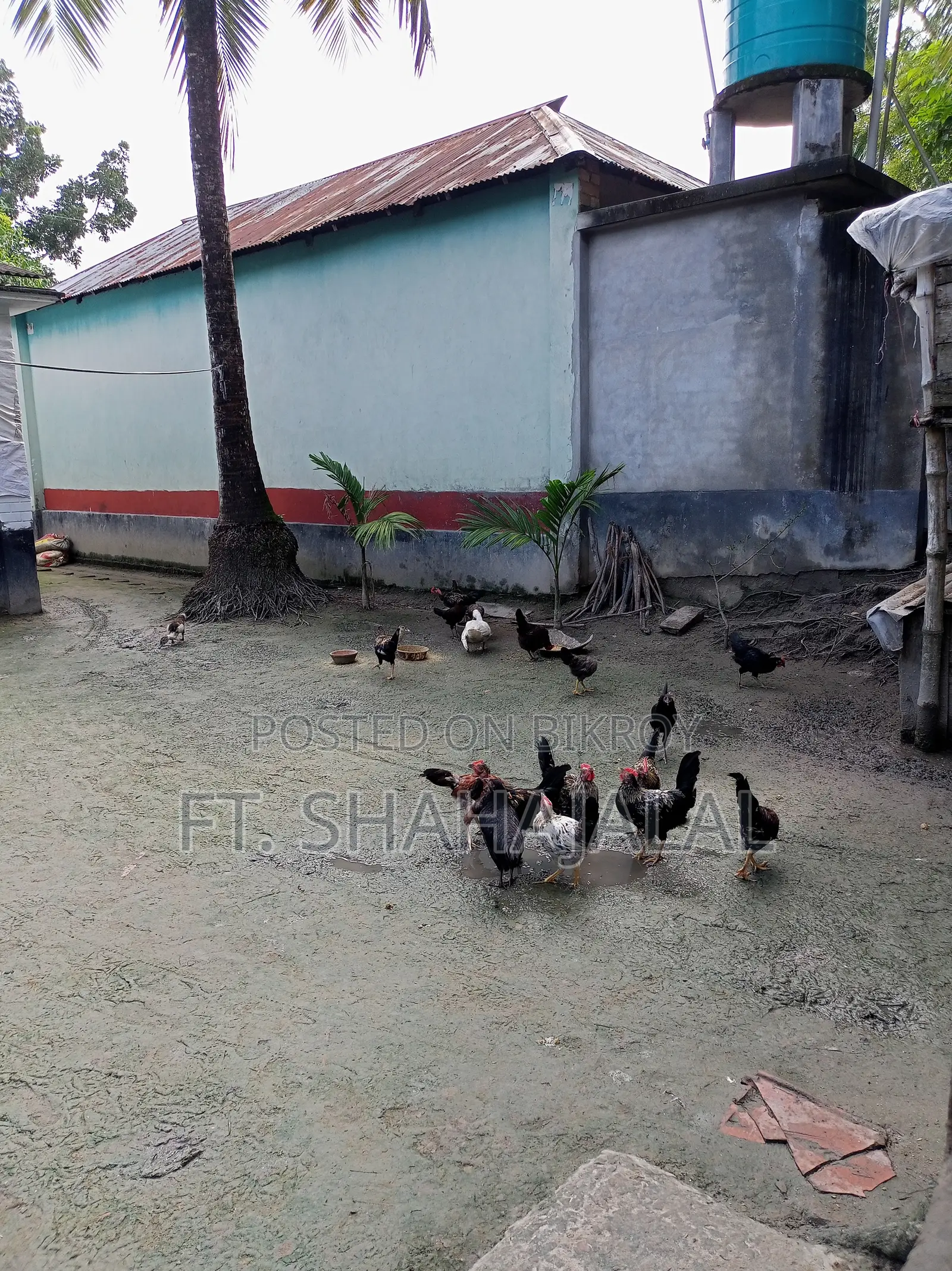 দেশি মোরগ মুরগী