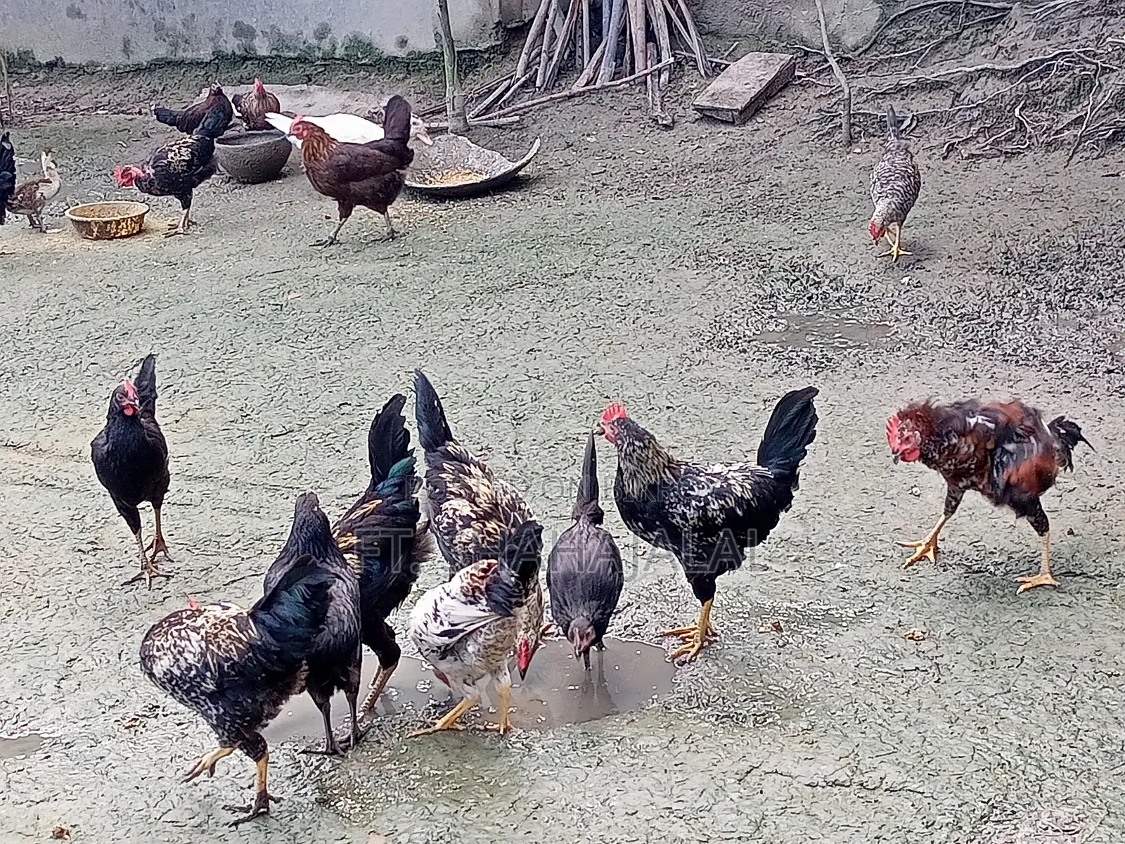 দেশি মোরগ মুরগী