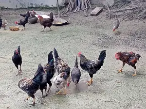 দেশি মোরগ মুরগী