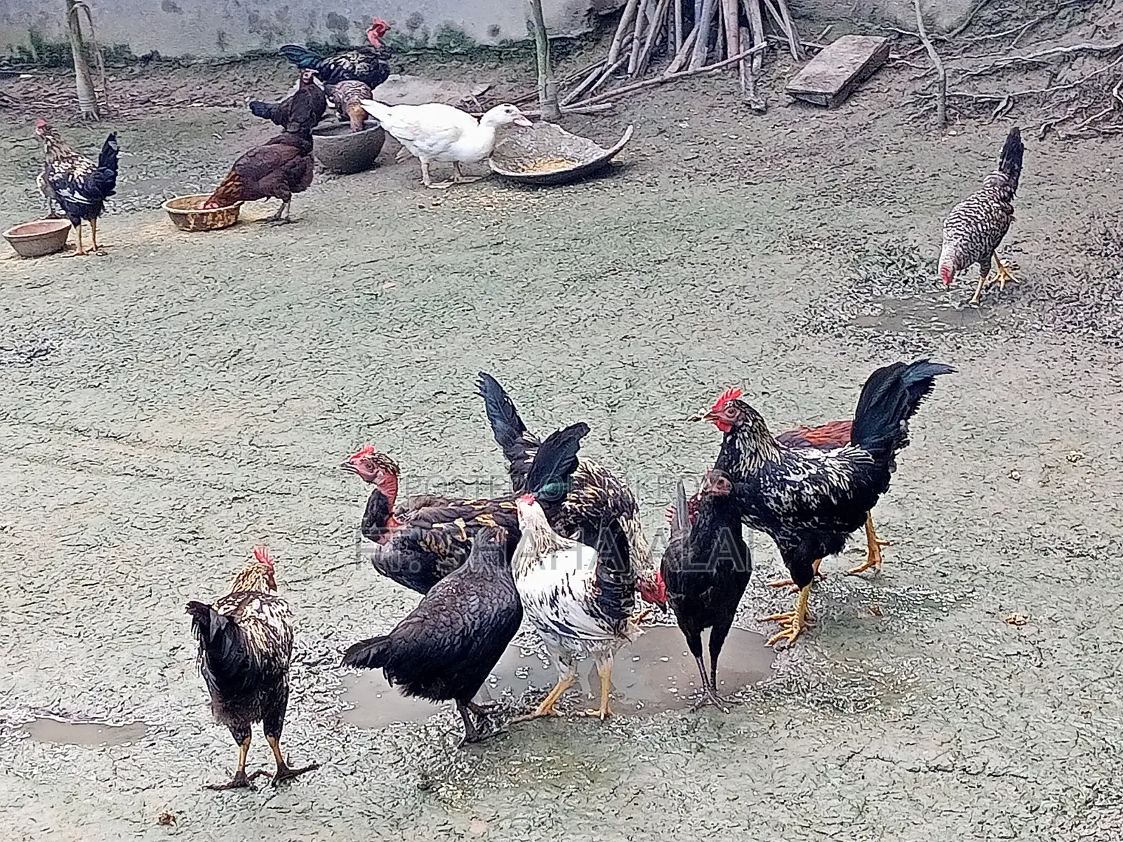 দেশি মোরগ মুরগী