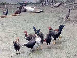 দেশি মোরগ মুরগী