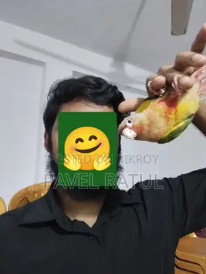 ফ্লাই টেম রেড ফেক্টর পাইঅ্যাপেল কনুর