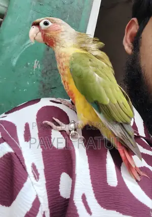 ফ্লাই টেম রেড ফেক্টর পাইঅ্যাপেল কনুর