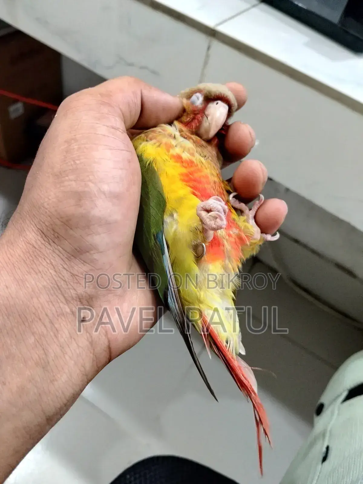 ফ্লাই টেম রেড ফেক্টর পাইঅ্যাপেল কনুর