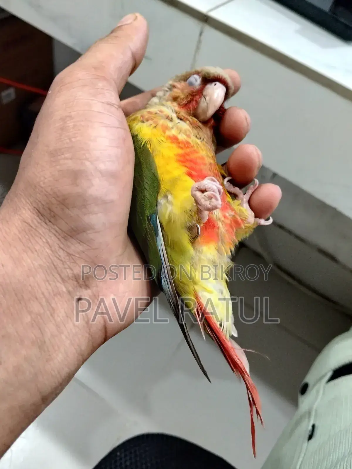 ফ্লাই টেম রেড ফেক্টর পাইঅ্যাপেল কনুর