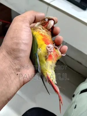 ফ্লাই টেম রেড ফেক্টর পাইঅ্যাপেল কনুর