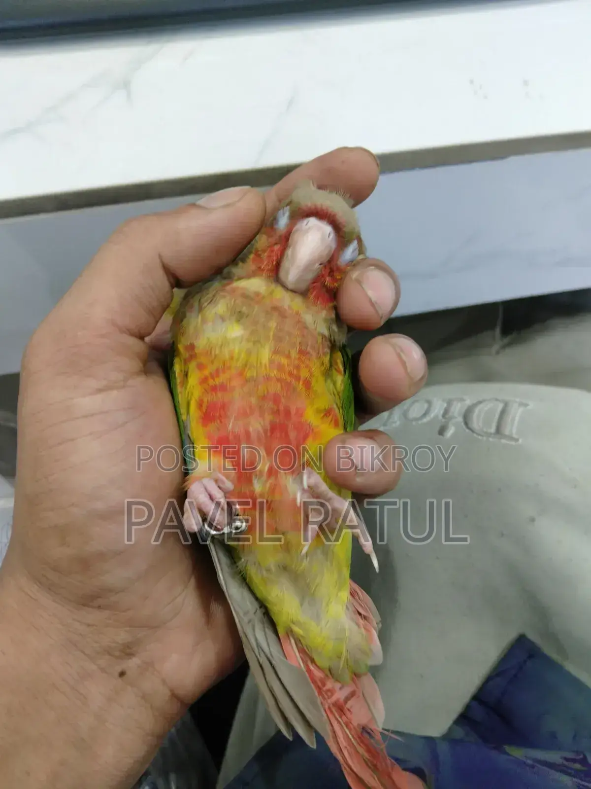 ফ্লাই টেম রেড ফেক্টর পাইঅ্যাপেল কনুর