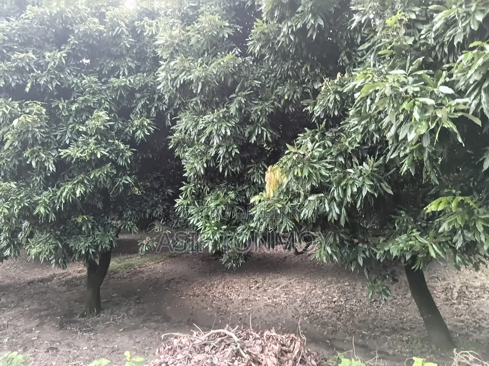 Litchi Garden for Sale