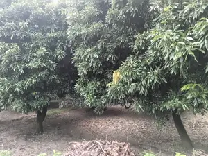 Litchi Garden for Sale