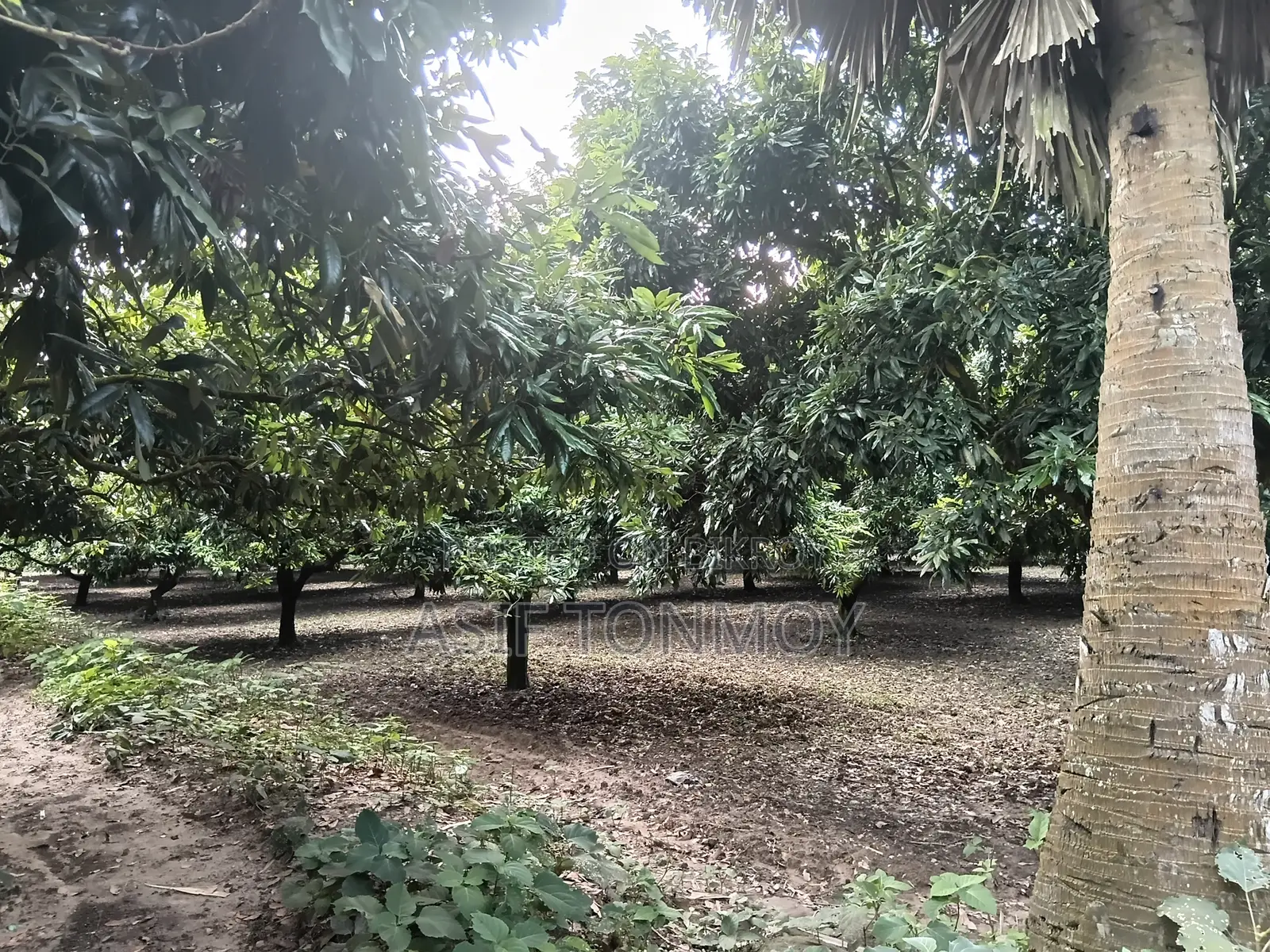 Litchi Garden for Sale