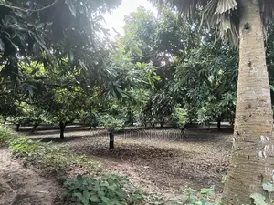 Litchi Garden for Sale