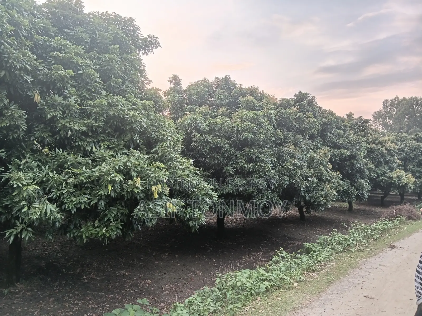 Litchi Garden for Sale